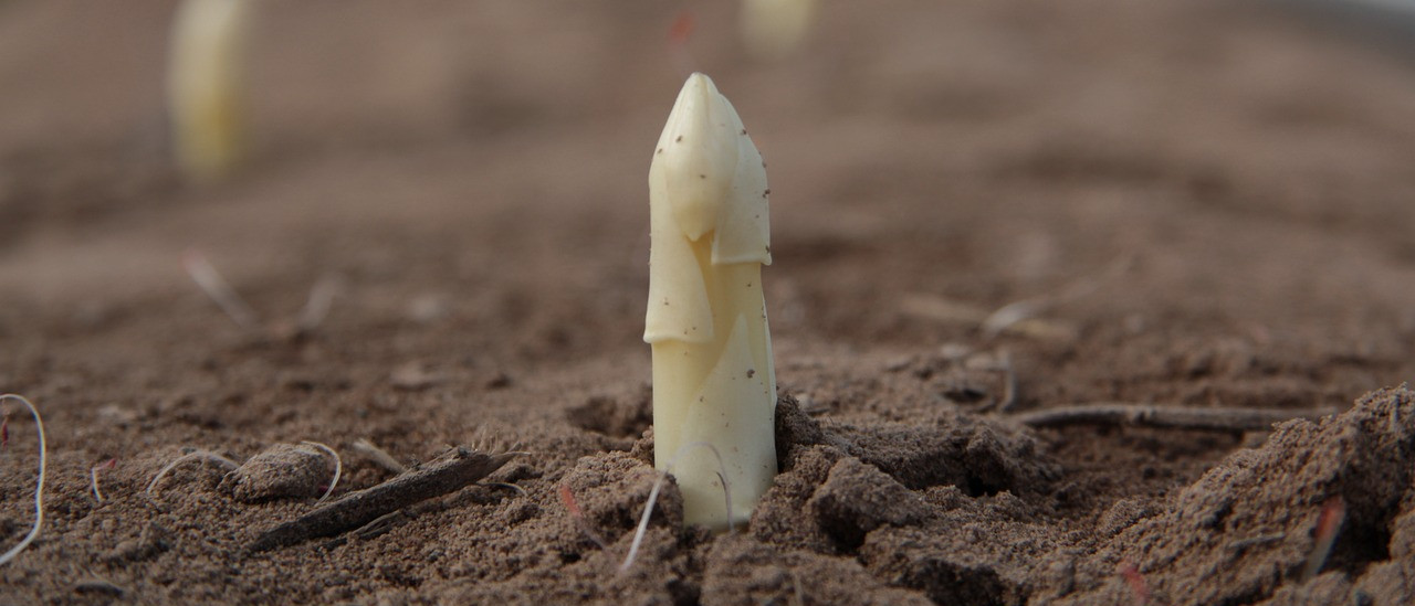 Spargel in der Erde